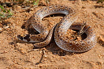 Sundevall's shovel-snout snake (Prosyma sundevalli) DeHoop NR, Western Cape, South Africa