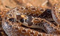 Sundevall's Shovel-snout snake (prosyma sundevalli) close up of head, DeHoop NR, Western Cape, South Africa