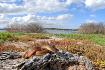 Brown water snake (Lycodonomorpus rufulus) on fallen log, near edge of lake, DeHoop Vlei, Western Cape, South Africa