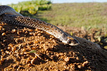 Sundevall's Shovel-snout snake (Prosyma sundevalli) DeHoop NR, Western Cape, South Africa