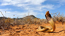 Cape Cobra (Naja nivea) juvenile with hood raised in defensive posture, Little Karoo, South Africa
