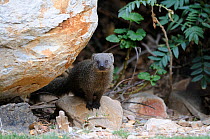 Cape Grey Mongoose (Galerella pulverulenta) sitting by large rock outside den. Little Karoo, South Africa