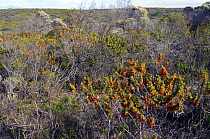 Crimson Heath (Erica cocconea) in flower, Fynbos mosaic, DeHoop NR, Western Cape, South Africa