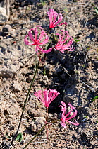 Berg Lily (Nerine humilis) in flower, DeHoop NR, Western Cape, South Africa