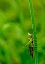 Long-winged Conehead Grasshopper (Conocephalus discolor) female on grass stem, Morden, South London, England, UK.