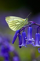 Green Veined White Butterfly (Pieris napi) resting on the flowering stem of a native English Bluebell  (Endymion nonscriptus) Banstead Woods. Site of Special Scientific Interest. (SSSI) North Downs Su...