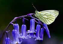 Green Veined White Butterfly (Pieris napi) resting on the flowering stem of a native English Bluebell  (Endymion nonscriptus) Banstead Woods. Site of Special Scientific Interest (SSSI). North Downs Su...