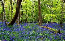 English Bluebell Woodland (Hyacinthoides non-scripta) in springtime, Banstead Woods Site of Special Scientific Interest (SSSI), Ancient Woodland, North Downs, Surrey, England, UK