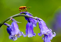 Acorn Weevil (Curculio glandium) resting on English Bluebell (Endymion nonscriptus) flower stem in springtime, Banstead Woods Site of Special Scientific Interest (SSSI), Ancient Woodland, North Downs,...
