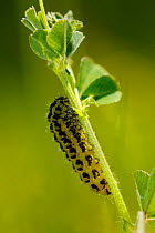 Six Spot Burnet Moth caterpillar (Zygaena filipendulae) on foodplant Birds Foot Trefoil (Lotus corniculatus) Surrey, England, UK
