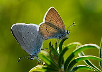 Mating pair of Small Blue Butterflies (Cupido minimus) on plant stem, Surrey, England, UK