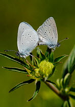 Mating pair of Small Blue Butterflies (Cupido minimus) resting on the flower head of the caterpillar food plant Kidney Vetch (Anthyllis vulneraria) Surrey, England, UK