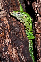 Green / Emerald Tree Monitor (Varanus prasinus) head portrait climbing tree trunk, captive.