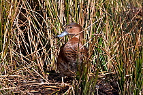 Rosy-billed Pochard (Netta peposaca) female in reeds, Central Chile. Captive.