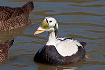 Spectacled Eider (Somateria fischeri) portrait of male on water,  Captive.
