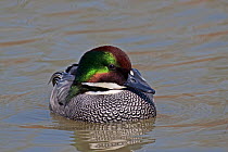 Falcated Teal (Anas falcata) portrait of male on water, captive.