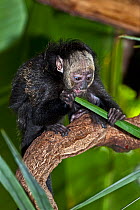 White-faced Saki Monkey (Pithecia pithecia) juvenile feeding on vegetation, from northeastern South America,  captive.