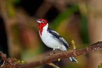 Pope Cardinal (Paroaria dominicana) perched on branch, from north east Brazil, Captive.