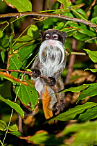 Emperor Tamarin (Saguinus imperator subgrisescens) juvenile sitting in tree branch, found in Brazil, captive