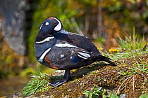 Harlequin Duck (Histrionicus histrionicus) portrait of male standing, found in Northern America, Northern Asia, Greenland, Iceland. Captive.