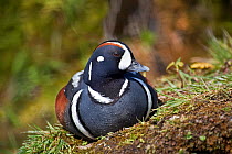 Harlequin Duck (Histrionicus histrionicus) portrait of male sitting, found in Northern America, Northern Asia, Greenland, Iceland. Captive.