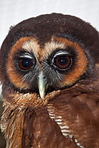 Brown Wood Owl (Strix leptogrammica) head portrait, from South East Asia,  Captive.