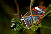 Glasswing butterfly (Greta oto) captive, from Central and South America