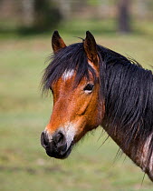 Head portrait of a New Forest filly (Equus caballus) New Forest NP, Hampshire, England.