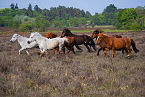 Five New Forest mares (Equus caballus) running together in the New Forest NP, Hampshire, England, 2009
