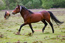 A New Forest pony stallion (Equus caballus) charges towards an approaching New Forest stallion, New Forest NP, Hampshire, England