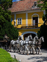 Five grey Shagya Arab Mares (Equus caballus) pulling a carriage in front of the historical building of the Babolna Arabian Stud (founded in 1789), Babolna, Komarom-Esztergom, Hungary. May 2010
