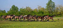 A herd of Purebred Arab and Shagya Arab fillies (Equus caballus) galloping in a field at the Babolna Arabian Stud, Babolna, Komarom-Esztergom, Hungary.