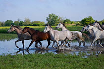 A herd of Purebred Arab and Shagya Arab fillies (Equus caballus) galloping in water at the Babolna Arabian Stud, Babolna, Komarom-Esztergom, Hungary.