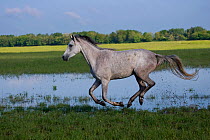 A Shagya Arab filly (Equus caballus) galloping in water at the Babolna Arabian Stud, Babolna, Komarom-Esztergom, Hungary.