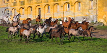 A herd of Purebred Arab and Shagya Arab fillies (Equus caballus) galloping in front of the historical buildings at the Babolna Arabian Stud, Babolna, Komarom-Esztergom, Hungary.