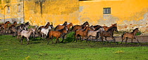 A herd of Purebred Arab and Shagya Arab fillies (Equus caballus) galloping in front of the historical buildings at the Babolna Arabian Stud, Babolna, Komarom-Esztergom, Hungary.
