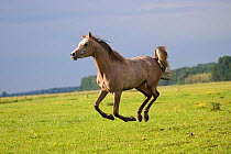 A Shagya Arab filly (Equus caballus) galloping in a field at the Babolna Arabian Stud, Babolna, Komarom-Esztergom, Hungary.