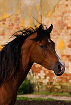 Head portrait of a Shagya Arab filly (Equus caballus) at the Babolna Arabian Stud, Babolna, Komarom-Esztergom, Hungary.