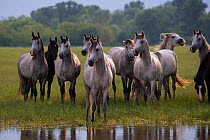 A herd of Purebred Arab and Shagya Arab fillies (Equus caballus) standing alert in a field with a river at the Babolna Arabian Stud, Babolna, Komarom-Esztergom, Hungary.