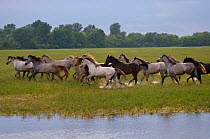 A herd of Purebred Arab and Shagya Arab fillies (Equus caballus) galloping in a field with a river at the Babolna Arabian Stud, Babolna, Komarom-Esztergom, Hungary.