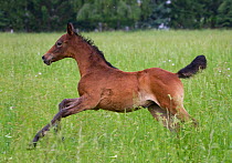 A Shagya Arab foal (Equus caballus) galloping in tall grass at the Babolna Arabian Stud, Babolna, Komarom-Esztergom, Hungary.