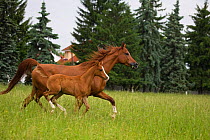 A Purebred Arab mare (Equus caballus) and her foal running in tall grass at the Babolna Arabian Stud, Babolna, Komarom-Esztergom, Hungary.