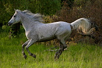 A Shagya Arab mare (Equus caballus) galloping in tall grass at the Babolna Arabian Stud, Babolna, Komarom-Esztergom, Hungary.