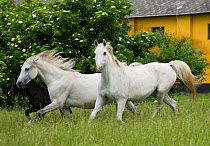 Two white Shagya Arab mares (Equus caballus) and a foal running in tall grass at the Babolna Arabian Stud, Babolna, Komarom-Esztergom, Hungary.