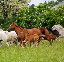 A herd of Purebred Arab and Shagya Arab mares (Equus caballus) and foals galloping in field at the Babolna Arabian Stud, Babolna, Komarom-Esztergom, Hungary.