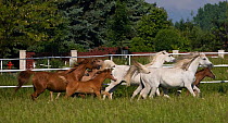 A herd of Purebred Arab and Shagya Arab mares (Equus caballus) and foals galloping in field at the Babolna Arabian Stud, Babolna, Komarom-Esztergom, Hungary.