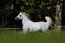 A Shagya Arab stallion (Equus caballus) running in tall grass at the Babolna Arabian Stud, Babolna, Komarom-Esztergom, Hungary.