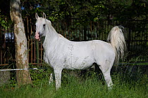 A Shagya Arab stallion (Equus caballus) standing  alert in tall grass at the Babolna Arabian Stud, Babolna, Komarom-Esztergom, Hungary.
