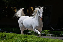 A Shagya Arab stallion (Equus caballus) is shown in hand in the courtyard of the Babolna Arabian Stud, Babolna, Komarom-Esztergom, Hungary.