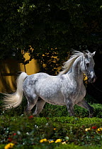A Shagya Arab stallion (Equus caballlus) is shown in hand in the courtyard of the Babolna Arabian Stud, Babolna, Komarom-Esztergom, Hungary.